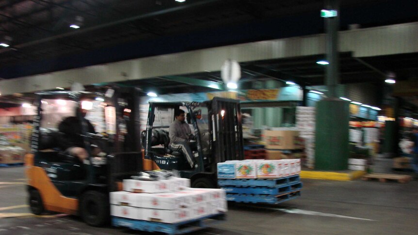 850 forklift trucks at full tilt, Sydney Markets