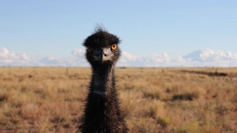 Emu in central-west Queensland