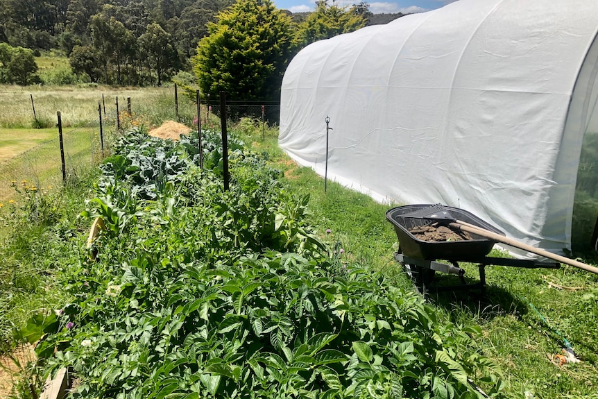 A thriving vegetable patch with a polytunnel next to it.