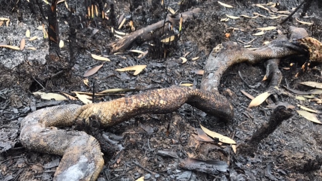 a dead snake on charred