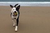 Scout the dog with a ball on Christies Beach.