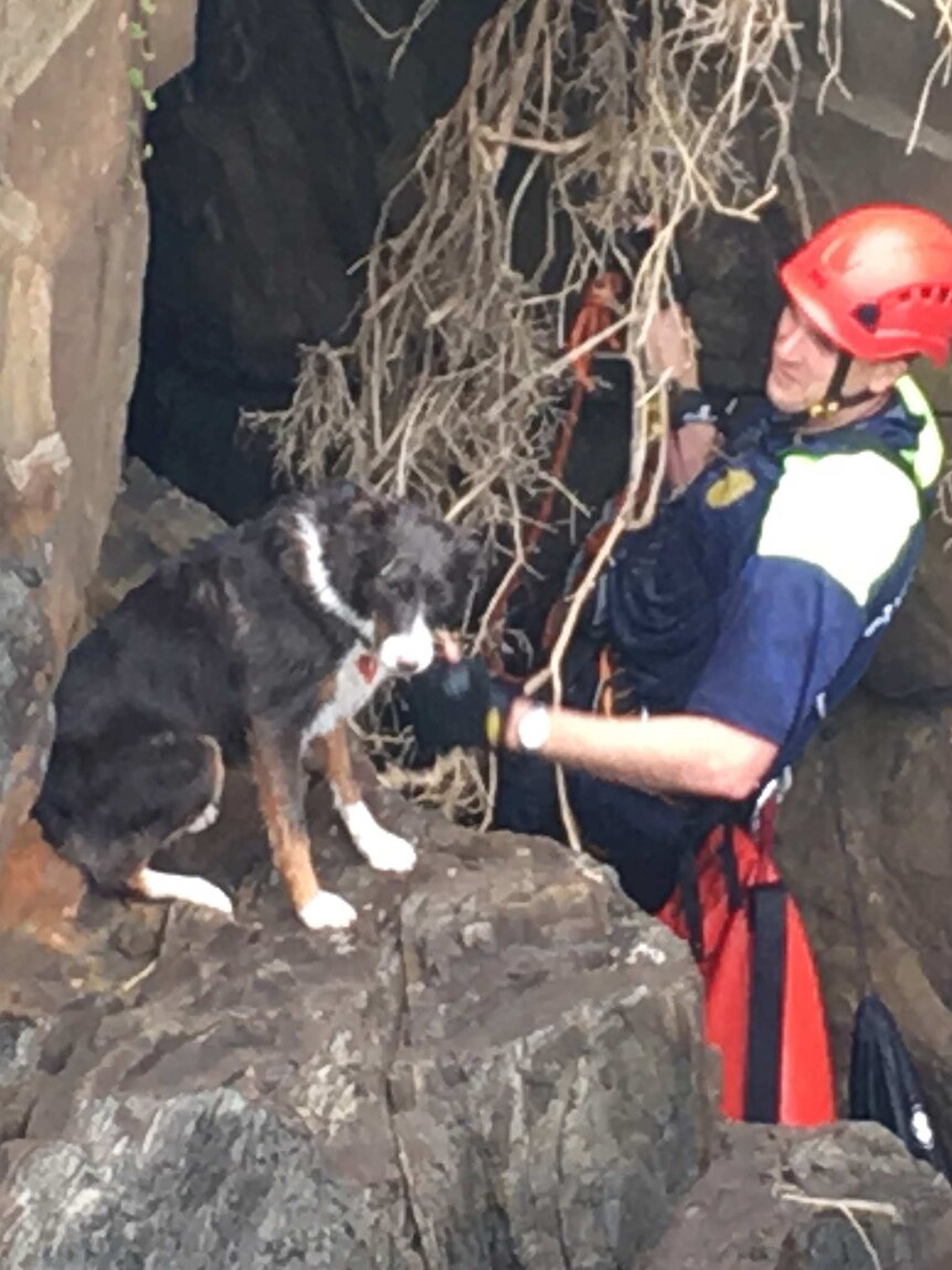 'Grace' stuck on the ledge with a rescue team member assessing the situation.
