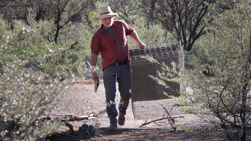 Don Sallway carries a cage through scrub to where he has some puppies logged.
