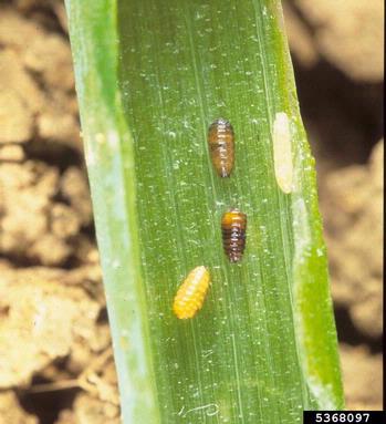 Two brown and one yellow insect pupae on a green leaf.
