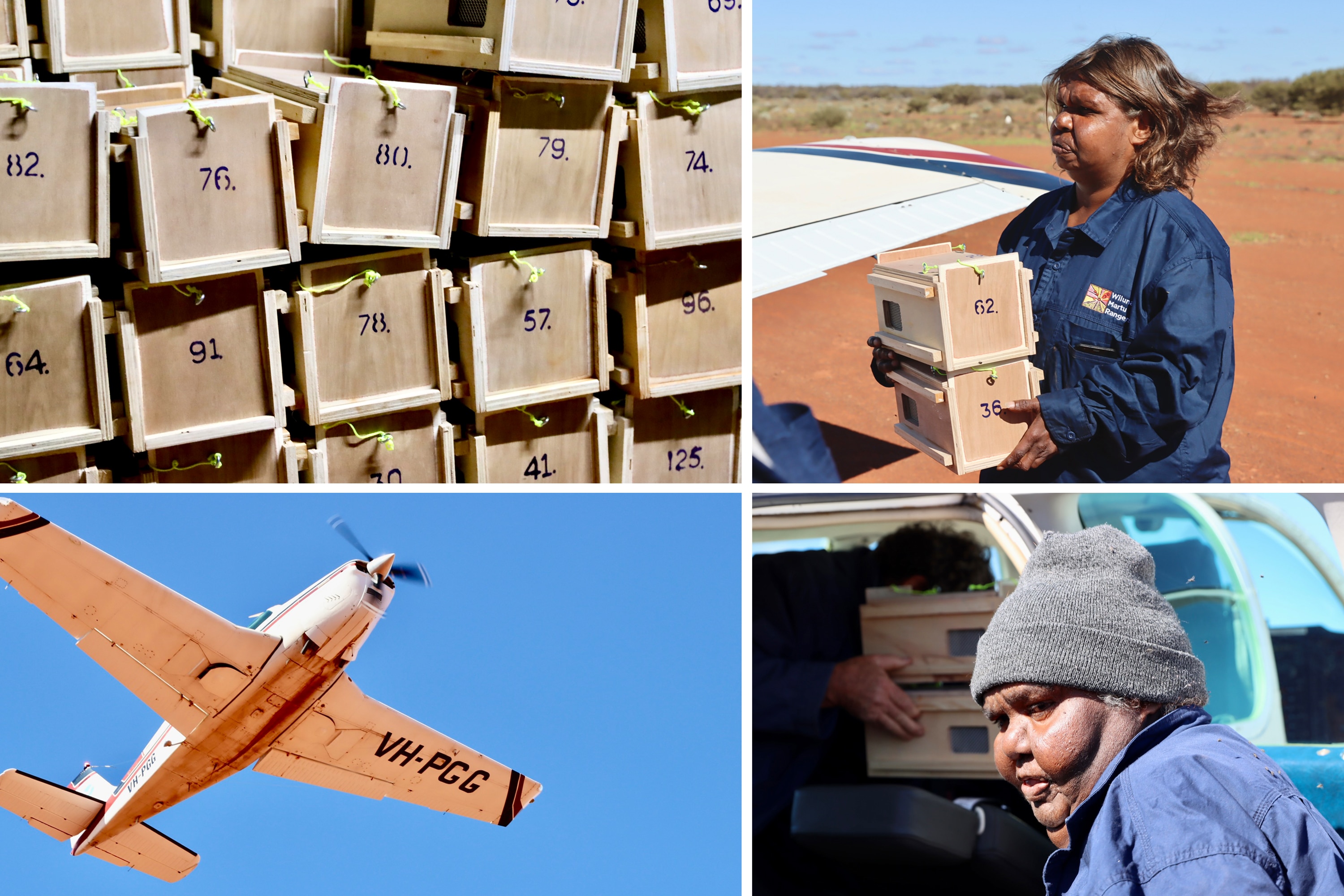 Composite image of rangers loading transport boxes of mulgara onto an aircraft, and the plane taking off