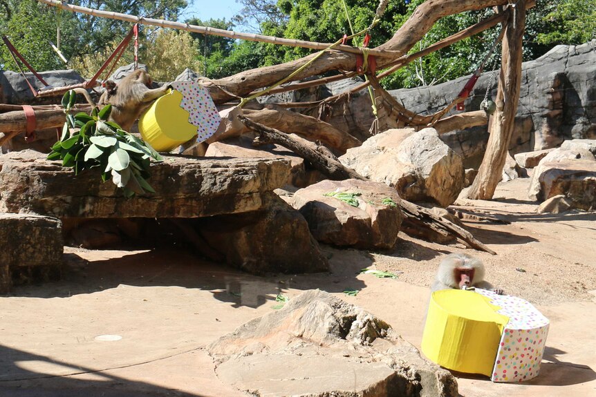 Adelaide Zoo baboons get easter treats
