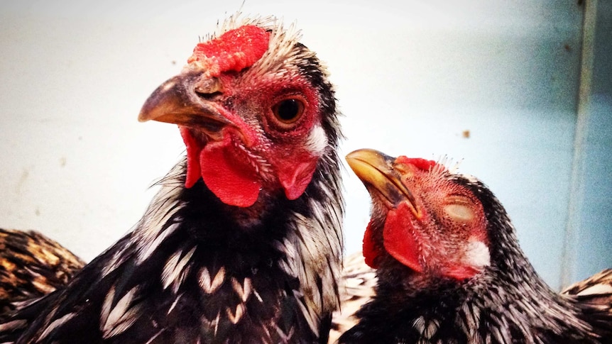 Two silver laced wyandotte chickens stand with their heads together in a cage.