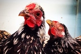 Two silver laced wyandotte chickens stand with their heads together in a cage.