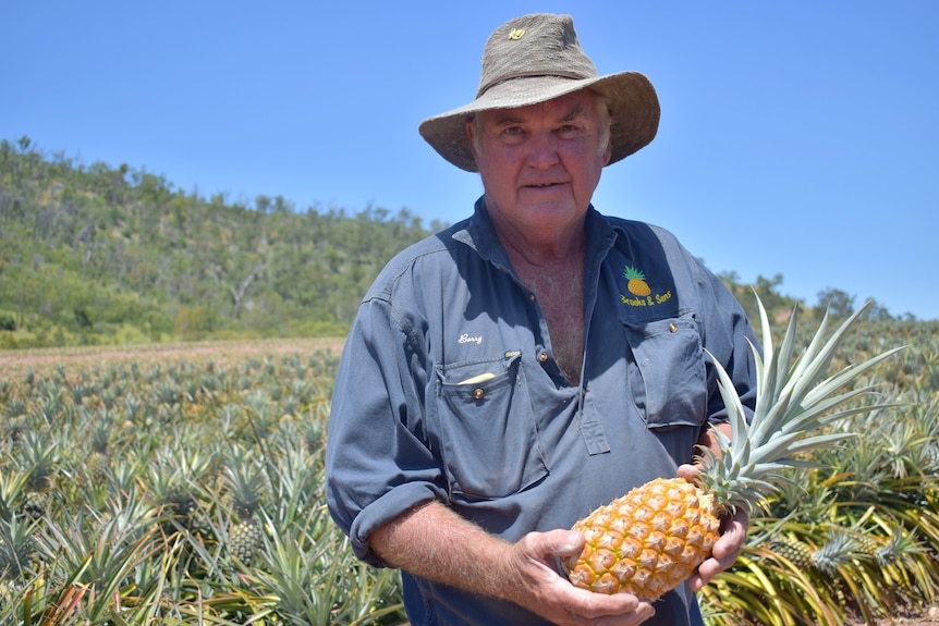 A man in a hat holding a pineapple standing in front of a pineapple field