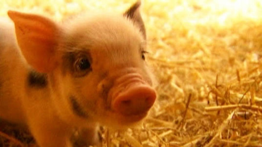 A pig farm in central western New South Wales is Australia's first to offset its carbon emissions.