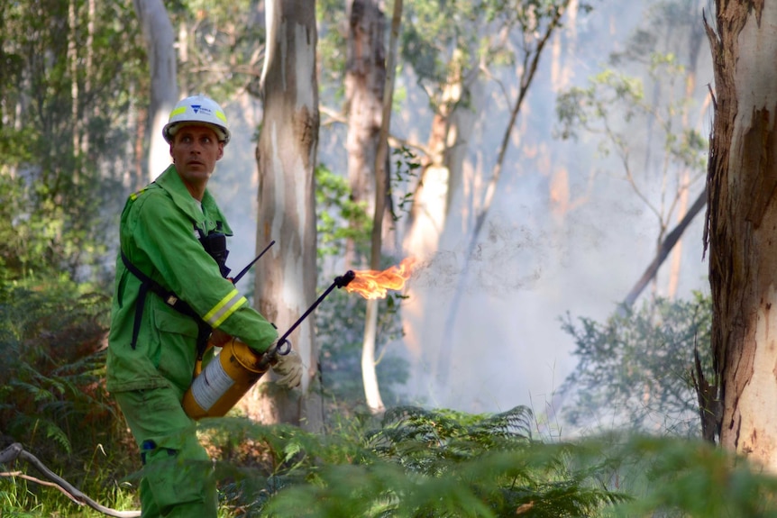 A firefighter with a flame torch while conducting a planned burn between Wye River and Kennett River.