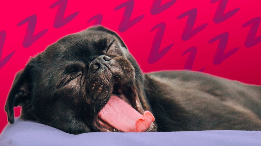 A black dog yawns in front of an illustrated background in an image depicting sleep.