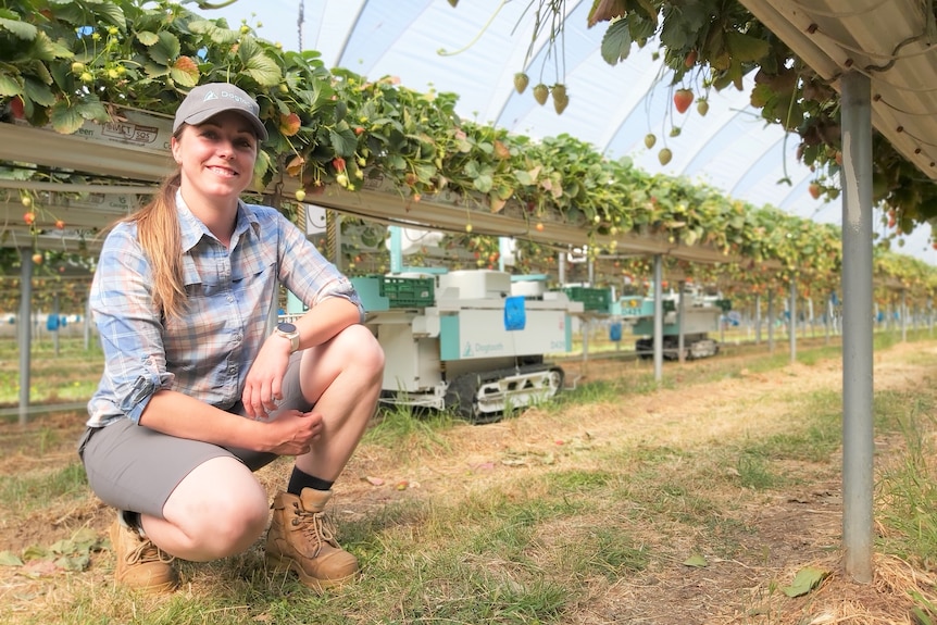 A woman kneels in front of a long table of strawberry plants with two robot pickers in the foreground.