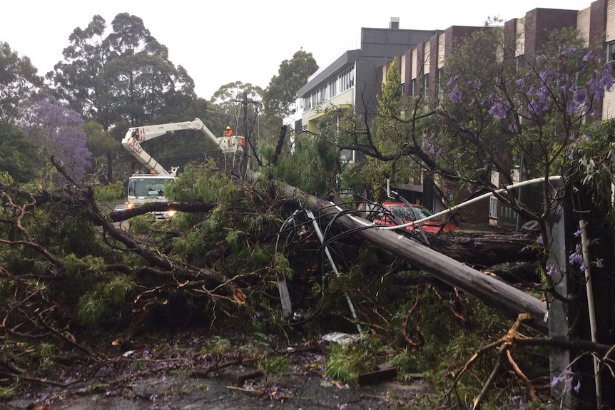 A fallen power pole tangled in trees