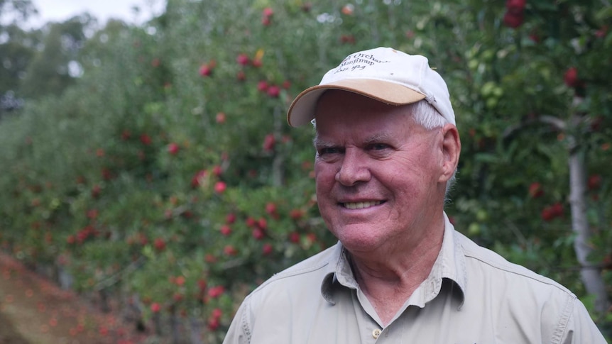 A backpackers stands in an apple orchard in Manjimup, WA.