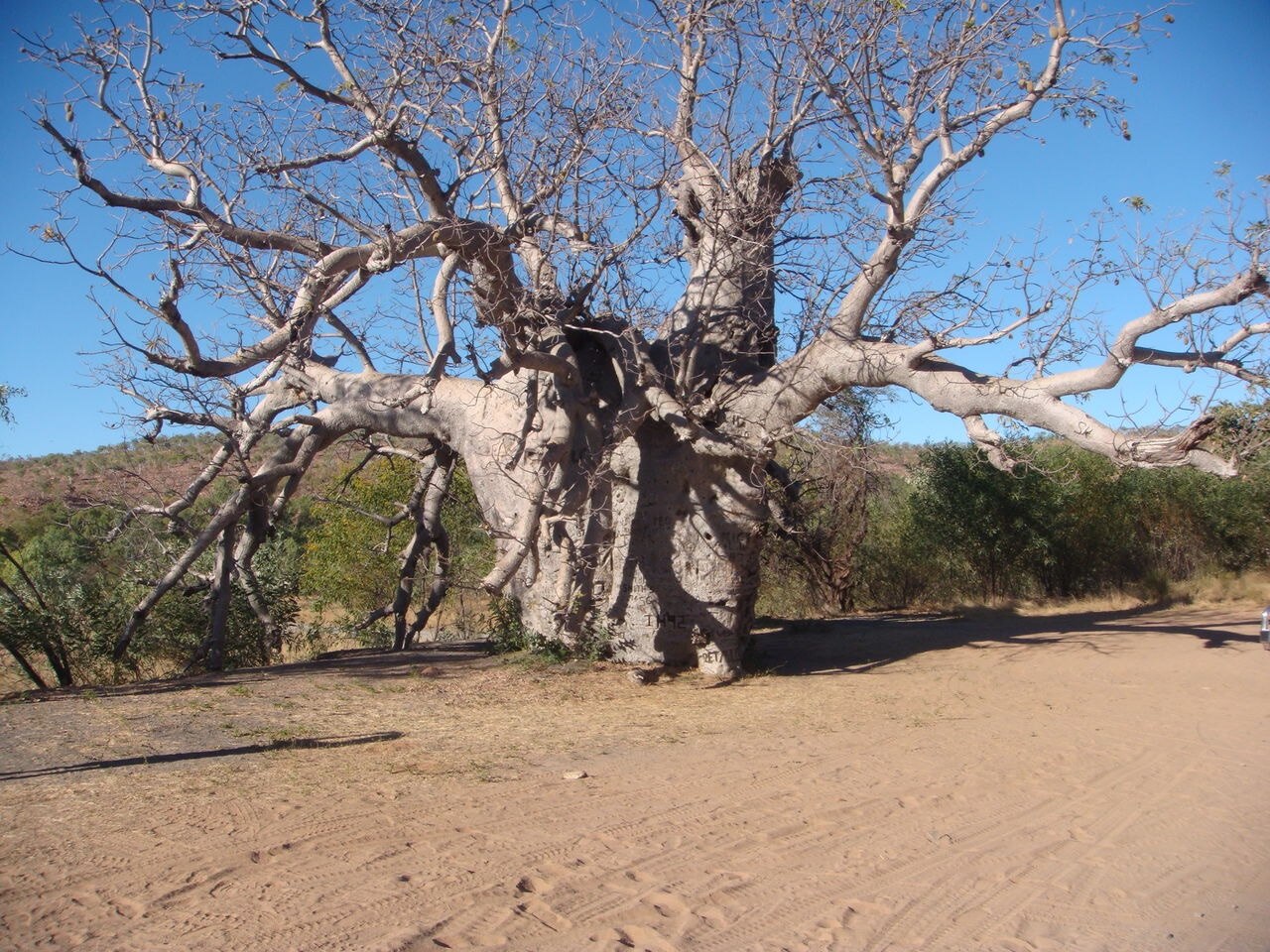 a huge towering white ghost gum in Western Australia