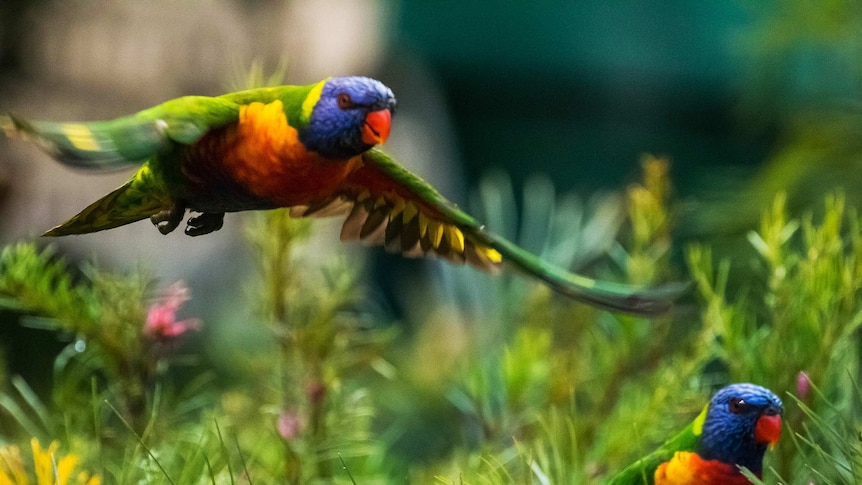 Rainbow lorikeets in flight.