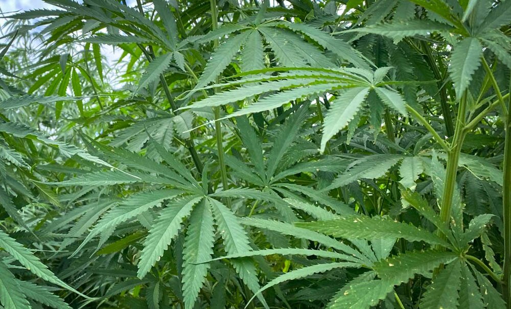Hemp being grown at a farm near Moree, NSW