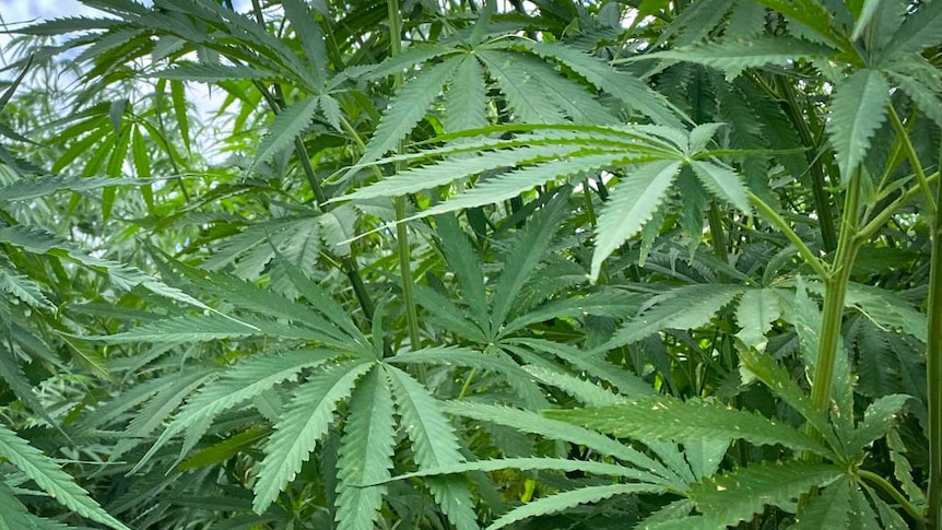 Leaves of a hemp plant.