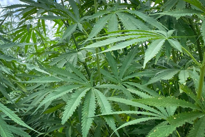 Leaves of a hemp plant.