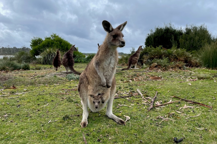 Kangaroo with a joey