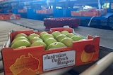 Kimberley mangoes