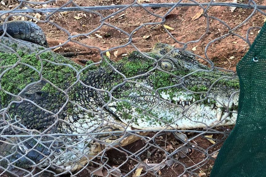 Aggro the croc looks through a wire fence.