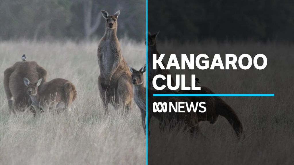 weeride kangaroo weight limit