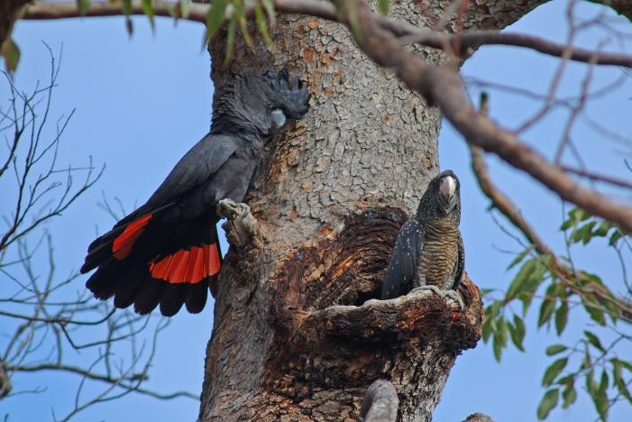 Red tailed black cockatoo