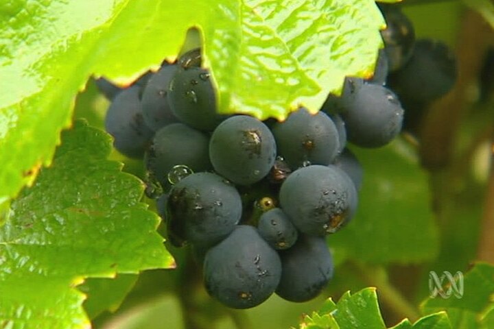 Wine grapes on a vine.