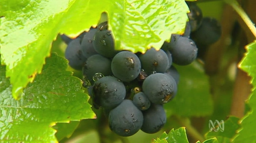 A close up of red wine grapes on a vine.