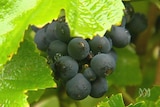 A close up of red wine grapes on a vine.