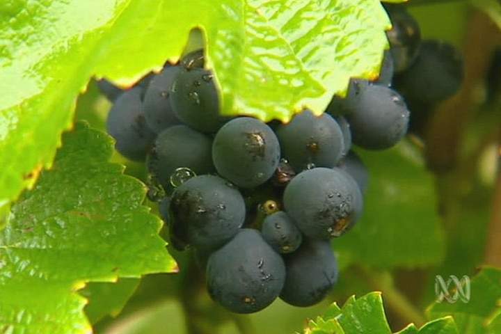 South Australian grape and wine body wants moratorium