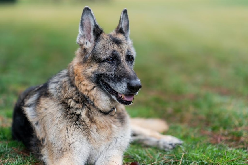 Immagine del cane del presidente e del cane della first lady.