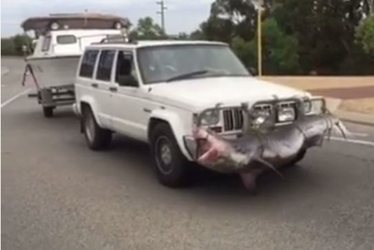 A whote 4WD with a shark strapped to its bullbar driving along the road towing a boat.