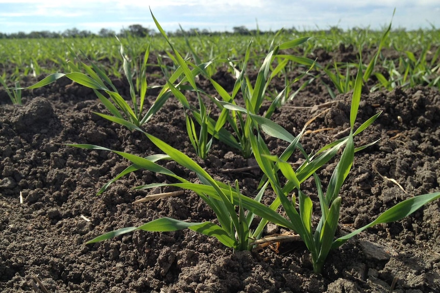 Hunter farmers say weekend rain has come just in time for crops like barley.