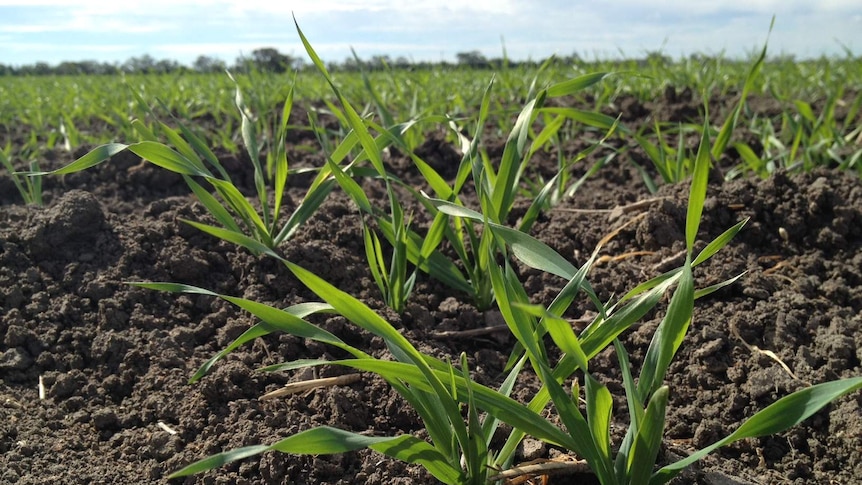 Hunter farmers say weekend rain has come just in time for crops like barley.