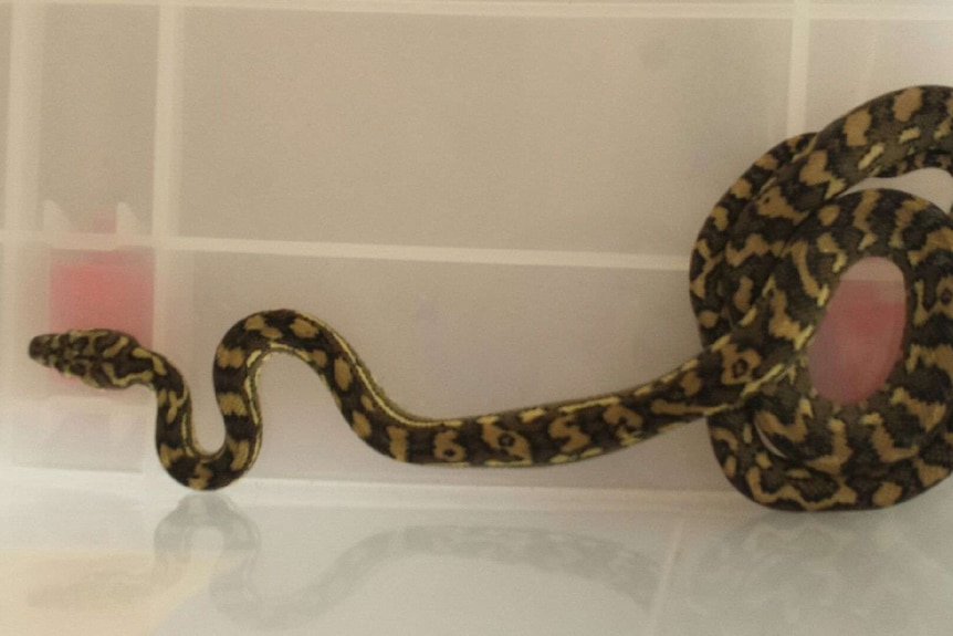 The carpet python that bit a Brisbane man Max Mason