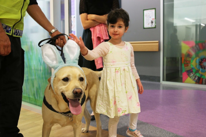 Ava Berman meets an AFP dog at the Canberra Hospital.