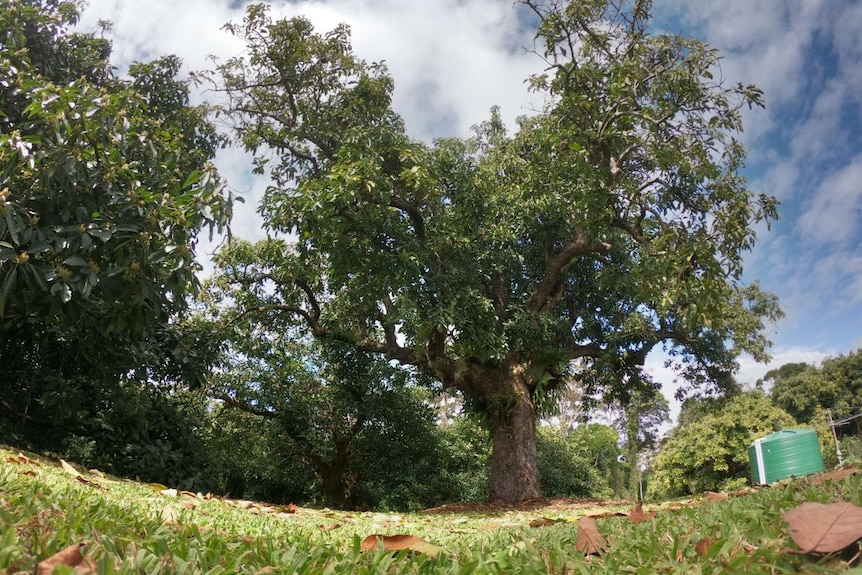 A well-established avocado tree.