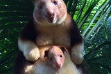 A golden-furred tree kangaroo with a joey in its pouch.
