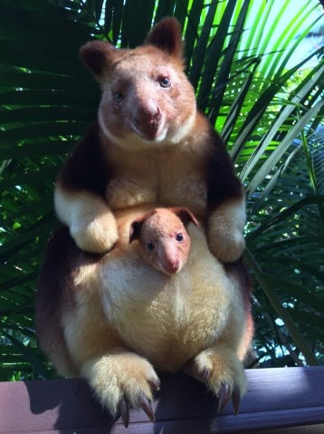 A golden-furred tree kangaroo with a joey in its pouch.