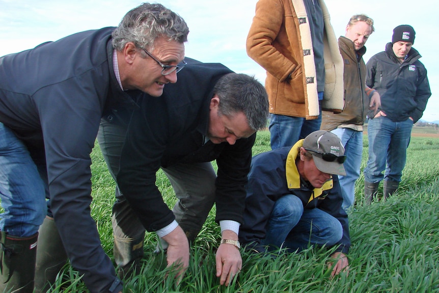 Farmers bent down examining wheat crop for diseases