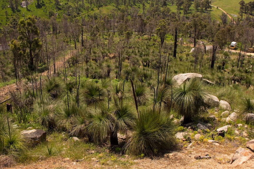 The bushland surrounding the Angel's hilltop property