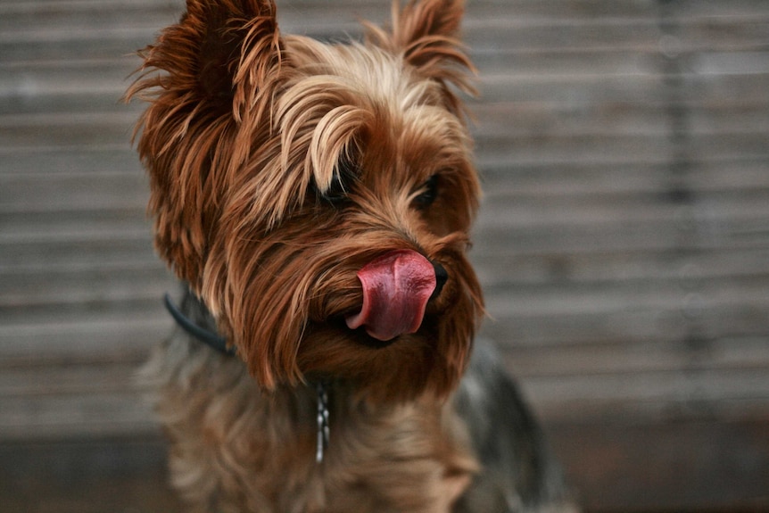 Yorkshire terrier licks his lips