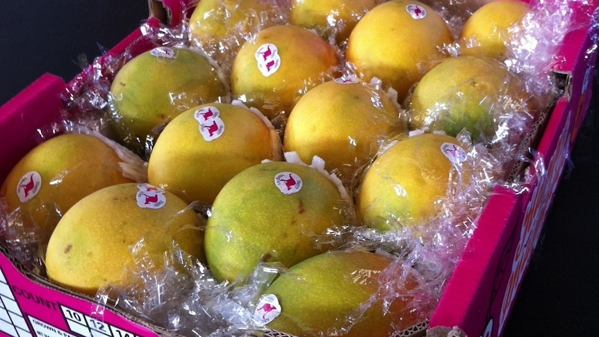 Big bucks for mangoes this season