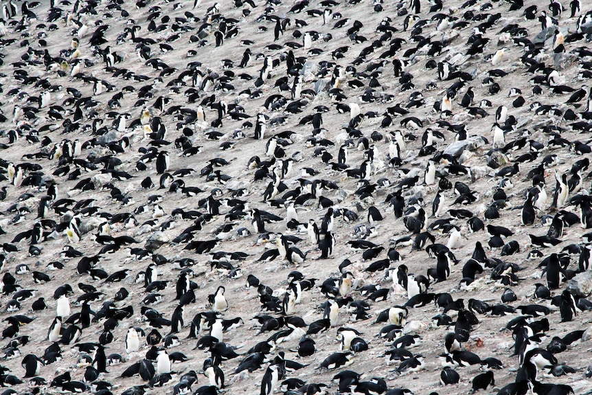 Colony of thousands of penguins on Antarctica
