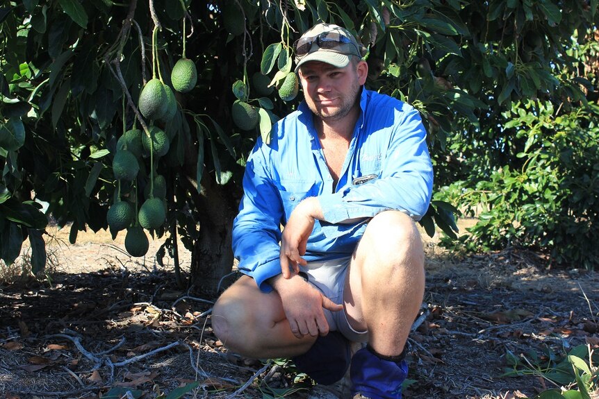Tim Keogh, Central QLD avocado farmer next to an avocado tree in his orchard near Kabra.