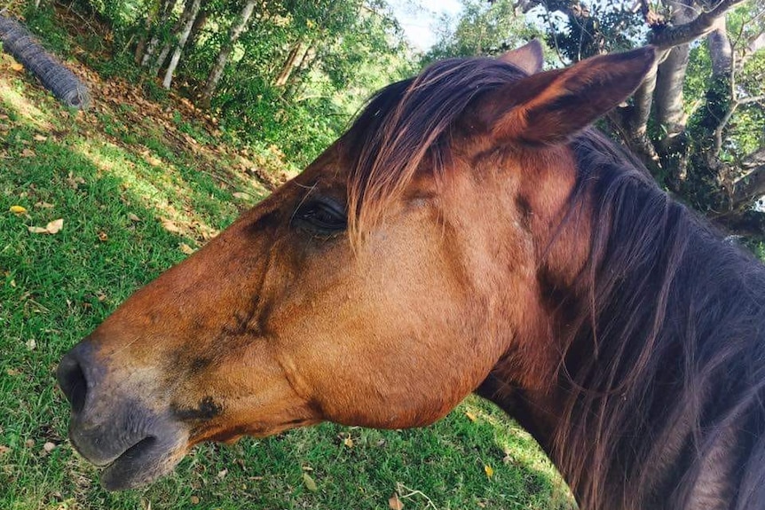 A horse's face.