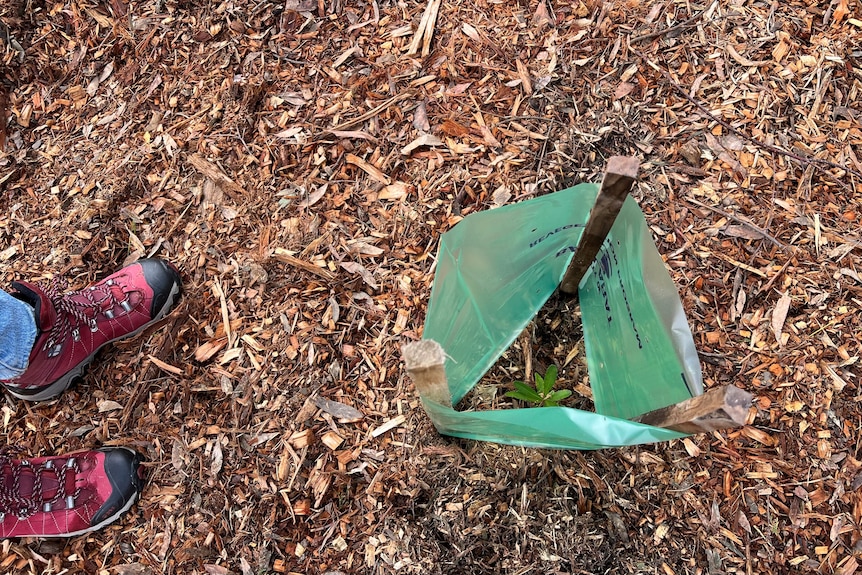 A small tree sapling with tree guard in a bed of mulch. Someone''s ankles in jeans and a pair of red boots visible nearby.